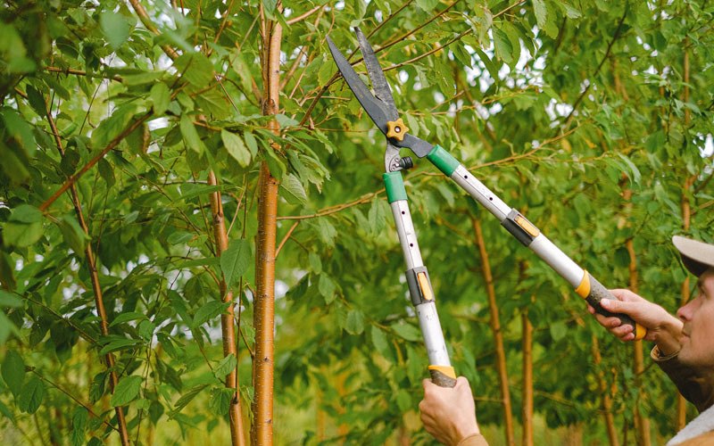 Tree trimming in Vine Grove, KY